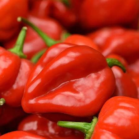 Habanero Pepper (Ata Rodo)