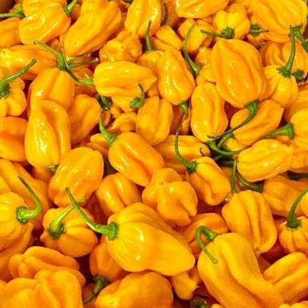 Yellow Habanero